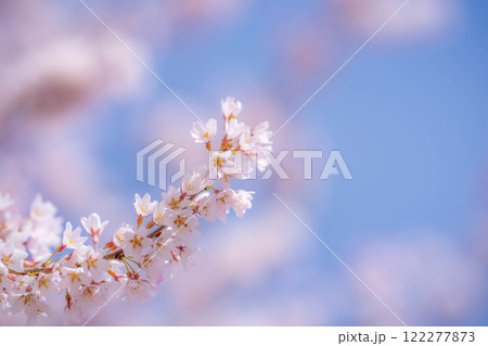【桜素材】桜と青空【長野県】 122277873