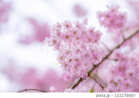 【桜素材】しだれ桜【長野県】 122278007