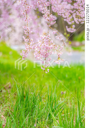 【桜素材】しだれ桜【長野県】 122278014