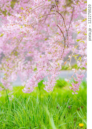 【桜素材】しだれ桜【長野県】 122278020