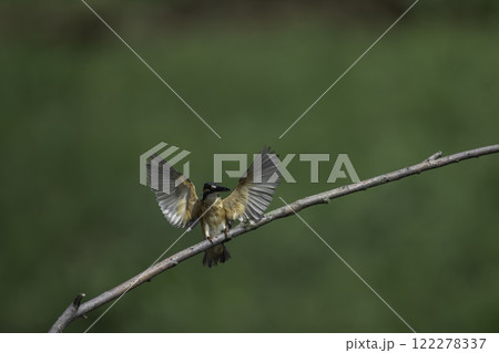 枝に飛翔するカワセミ 122278337