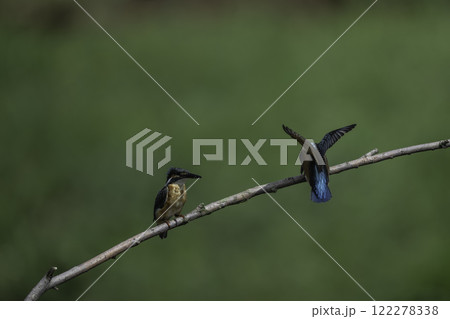 枝に止まる二羽のカワセミ 122278338