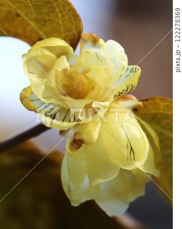 ロウバイ（神奈川県横浜市磯子区杉田5丁目） 122278369