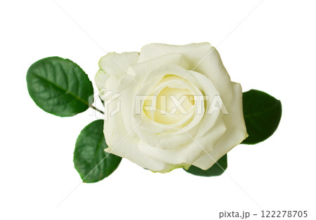 one white rose 122278705