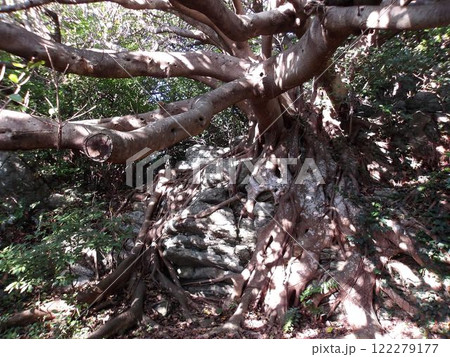 室戸アコウの樹 室戸アコウの樹 122279177
