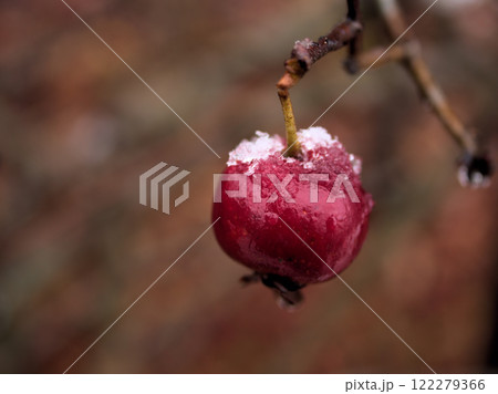 みぞれの降る12月に実ったオオサンザシ 122279366