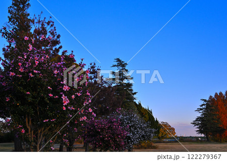満開の山茶花　赤系　　 122279367