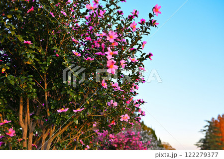 満開の山茶花 赤系 満開の山茶花 赤系 122279377