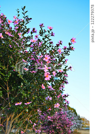満開の山茶花　赤系　　 122279378