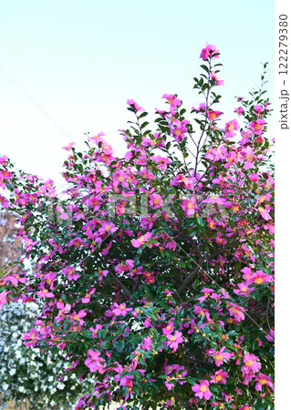 満開の山茶花　赤系　　 122279380