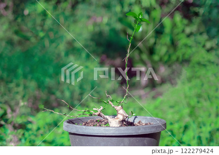 Premna Taiwan is in the process of creating bonsai. Premna Taiwan is in the process of creating bonsai. 122279424