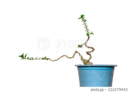 The Premna tree is in the process of creating a bonsai. 122279433