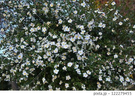 満開の山茶花　白花　　 122279455