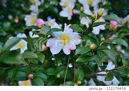 満開の山茶花 白花系   満開の山茶花 白花系   122279458