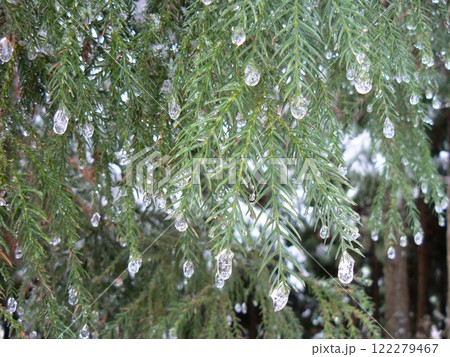 雨に濡れる針葉樹と輝く宝石 122279467