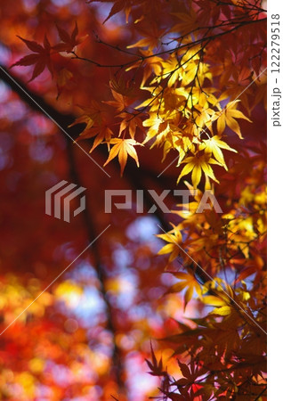 紅葉したモミジ 122279518