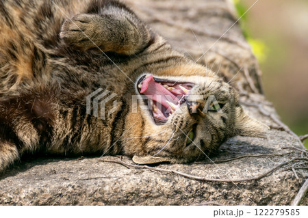 大きなあくびをする猫 大きなあくびをする猫 122279585
