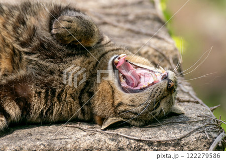 大きなあくびをする猫 大きなあくびをする猫 122279586