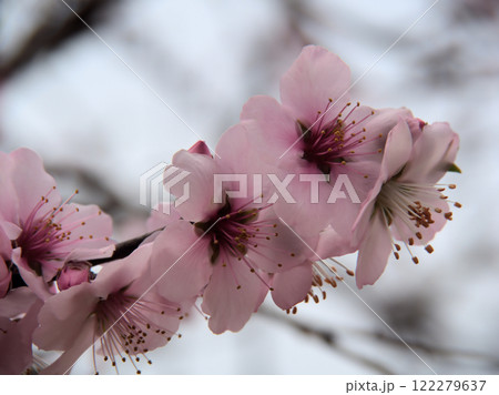 3月に咲いたピンク色の可愛らしいアーモンドの花 122279637