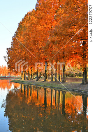 日に照らされ映える紅葉のメタセコイア並木　運動公園 122279707