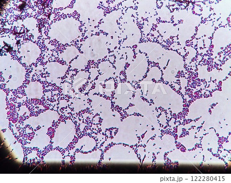 単離した乳酸菌 122280415