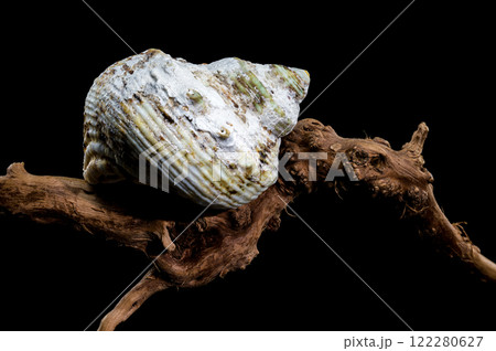 Turbo Argyrostomus Shell on driftwood black background 122280627