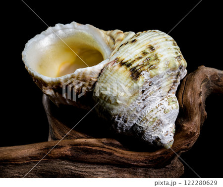 Turbo Argyrostomus Shell on driftwood black background Turbo Argyrostomus Shell on driftwood black background 122280629