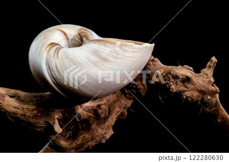 Polymita picta or Cuban painted snail shell on black background Polymita picta or Cuban painted snail shell on black background 122280630