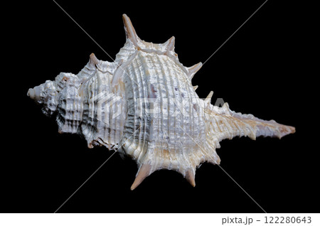 Murex spinicosta shell on black background Murex spinicosta shell on black background 122280643