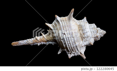 Murex spinicosta shell on black background Murex spinicosta shell on black background 122280645