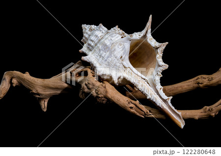 Murex spinicosta shell on wood black background 122280648