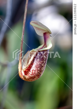 捕虫袋の内側から出る匂いで虫をおびき寄せるウツボカズラ 122280822