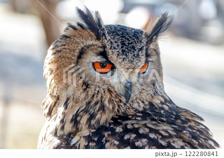 羽角が風で揺れて精悍かつ虹彩が鮮やかなベンガルワシミミズク 122280841