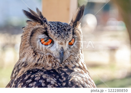 精悍、目付き、虹彩、鮮やか、フクロウ、ふくろう、鳥、梟、動物、自然、鳥類、野生、猛禽類、野生動物、く 122280850