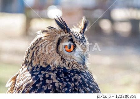 羽角が風で揺れて精悍かつ虹彩が鮮やかなベンガルワシミミズク 羽角が風で揺れて精悍かつ虹彩が鮮やかなベンガルワシミミズク 122280859