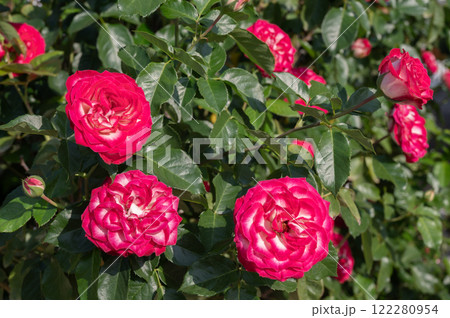 Beautiful multicolor roses blooming in the garden. Roses are mainly popular for its Symbol of Beauty and to Convey the message of Love. Beautiful multicolor roses blooming in the garden. Roses are mainly popular for its Symbol of Beauty and to Convey the message of Love. 122280954
