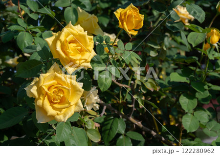 Beautiful yellow roses blooming in the garden. Roses are mainly popular for its Symbol of Beauty and to Convey the message of Love. 122280962