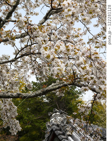 赤山禅院 桜 赤山禅院 桜 122281128