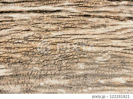 Dry wood texture background the skin of large trees is dry and gray. 122281821