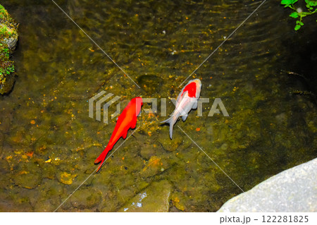 夜を泳ぐ赤と白の2匹の金魚 夜を泳ぐ赤と白の2匹の金魚 122281825