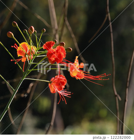 Caesalpinia pulcherrima, peacock flower growing in Laos. Caesalpinia pulcherrima, peacock flower growing in Laos. 122282000