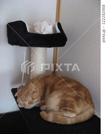 タワーで眠る2匹の猫 122282008