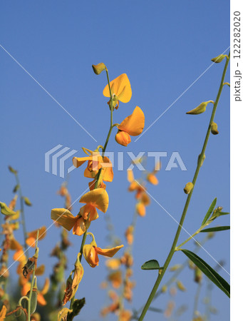 Yellow flowers of indian hemp, Laos. 122282020