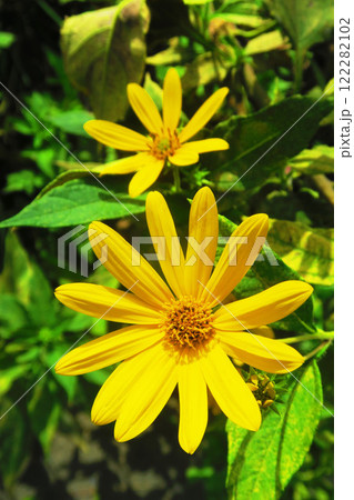 キクイモの黄色い花のきれいな風景 122282102