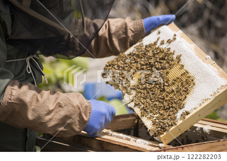 養蜂イメージ 蜂蜜を採取するシニア男性手元 養蜂イメージ 蜂蜜を採取するシニア男性手元 122282203