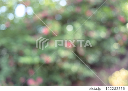 ピンク 花 冬 木漏れ日 アウトフォーカス 背景素材 ピンク 花 冬 木漏れ日 アウトフォーカス 背景素材 122282256