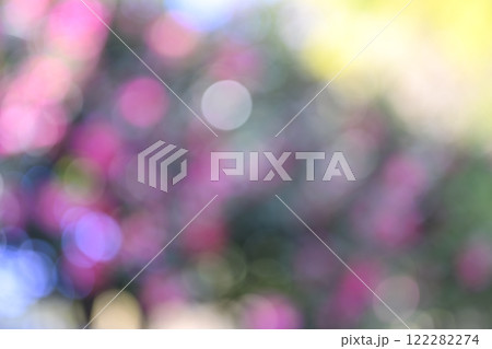 ピンク 花 冬 木漏れ日 アウトフォーカス  背景素材 ピンク 花 冬 木漏れ日 アウトフォーカス  背景素材 122282274