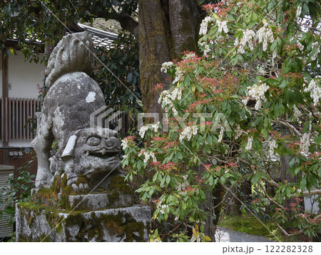 赤山禅院　狛犬 122282328