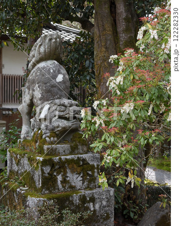 赤山禅院 狛犬 赤山禅院 狛犬 122282330