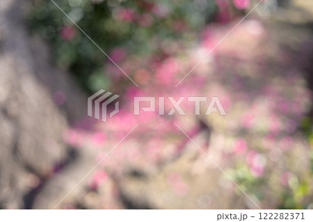 ピンク 花 緑 冬 木漏れ日 アウトフォーカス 背景素材 ピンク 花 緑 冬 木漏れ日 アウトフォーカス 背景素材 122282371